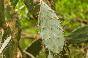 cactus green thick spiked grows on a blurred forest background