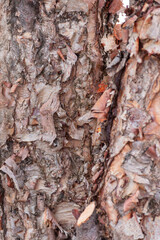 tree bark texture