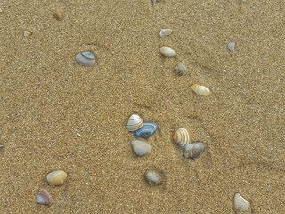 Fototapeta na wymiar shells on the beach in Zandvoort, Netherlands 