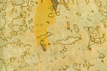 Full frame of plane tree trunk without a bark close up detail for background. A mottled peeling back of london plane tree