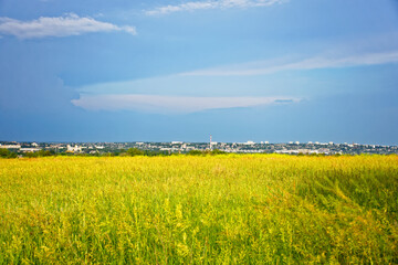 Fototapeta premium beautiful sunny day on a summer day over the field