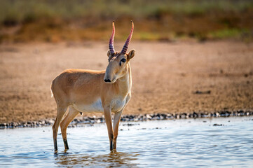 Saiga-Antilope oder Saiga tatarica in der Steppe