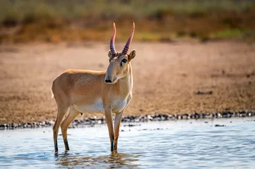Fototapete Antilope Saiga-Antilope oder Saiga tatarica in der Steppe