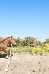 Horse on lunge line lunging in round pen during sunny summer day for training concept. - obrazy, fototapety, plakaty