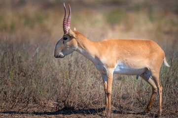 Saiga antelope or Saiga tatarica in steppe