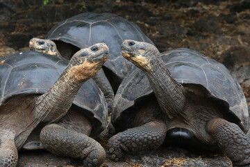 Galapagos Giant Tortoise, Galapagos Islands, Ecuador