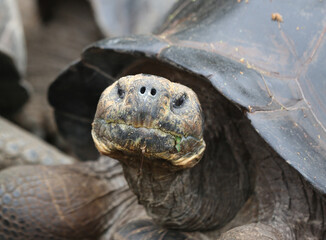 Galapagos Giant Tortoise, Galapagos Islands, Ecuador