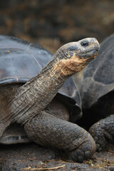 Galapagos Giant Tortoise, Galapagos Islands, Ecuador