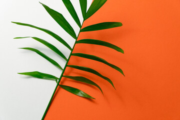 Fototapeta na wymiar Tropical plant leaf on yellow and white paper background. Flat lay, top view, minimal design template with copyspace.