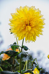 Close up of a yellow flower against a white background