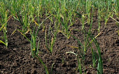 the harvest of green garlic grows on fertile black soil