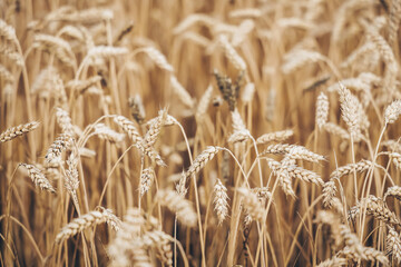 Scenic landscape with wheat field in summer, agriculture, growing grain crops, close up