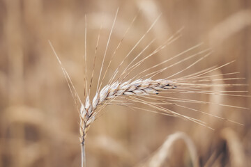 Scenic landscape with wheat field in summer, agriculture, growing grain crops, close up