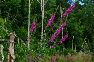 New England Nature by Constantine