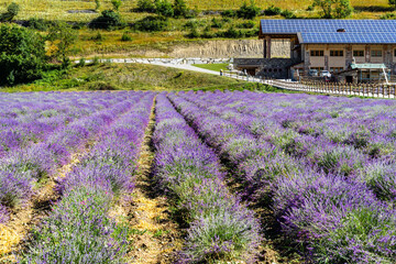 A beautiful lavender field in Demonte, a small town in the Piedmont Alps, Italy