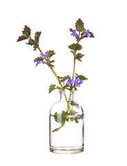 Glechoma (ground-ivy or gill-over-the-ground) in a glass vessel on a white background