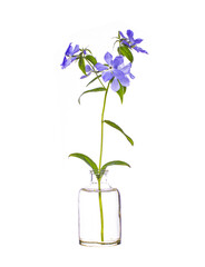 Phlox divaricata (wild blue phlox or woodland phlox) in a glass vessel on a white background
