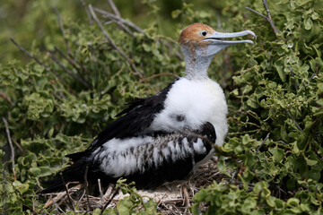 Immature Frigate Bird, Galapagos Islands, Ecuador