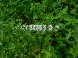white flowers of mint on a green background. Basil flowers, buds and seeds closeup.