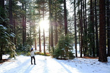 Lake Tahoe Forest
