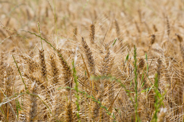 a golden wheat field in summer