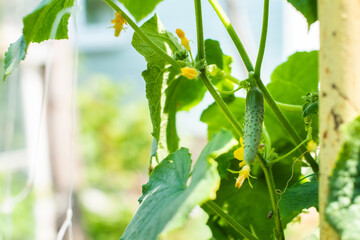 cucumber grows on a bush. the farm is beautiful in summer. gardening, organic foods and vitamins. hobby, family garden