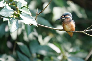 kingfisher in field