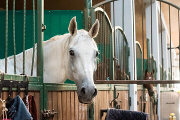 beautiful white horse at the ranch. hippodrome preparing for the race. a magnificent animal in the sun.