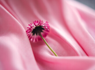 Pink daisy flower lying in warm and tender folds of pink silk fabric, with morning sunlight