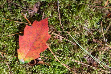 Red and orange autumn oak leaf on mossy ground