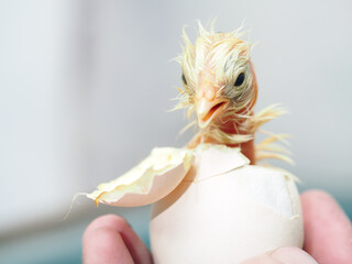 A newborn chick was born from an egg