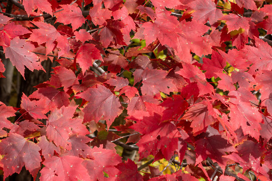 Red autumn maple leaves on a branch