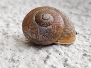 Closeup of a snail shell on a wall