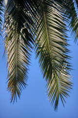 Naklejka na ściany i meble palm leaves