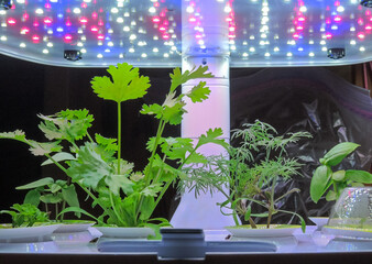 A variety of green herbs under an LED grow light