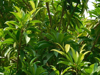 Fototapeta na wymiar leaves of Sapodilla tree. Closeup of plant of Manilkara zapota, sapodilla, sapota, chikoo, naseberry, mud apple or nispero with buds, flowers and fruit.