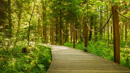 Footbridge "Bison`s ribs" (Żebra Żubra) in Białowieża Primeval Forest, Poland. © Kamil