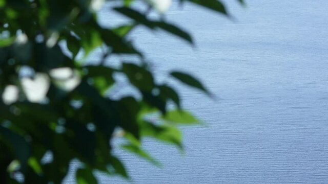 leaves and water