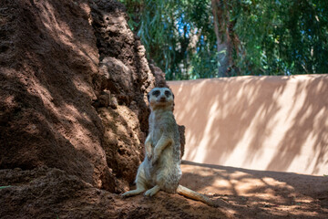 Fuerteventura 6 © Piotr