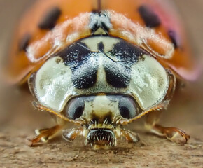 Closeup of ladybug's face © Mark