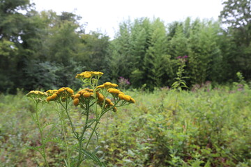 Yellow flowers or blossoms of the Common Tansy plant against a bamboo backdrop