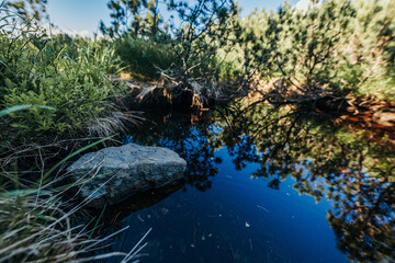 Water next to a tree