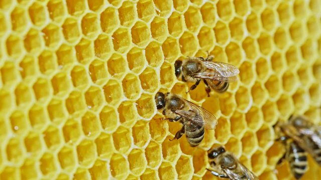 Worker bees processes pollen and pumps honey into comb. Apiary. Life of apis mellifera. Concept of honey, apiculture, beehive, insects.