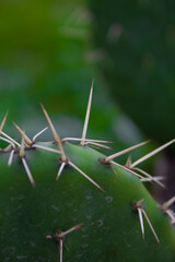 cactus close up