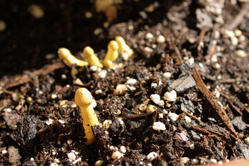 wild_baby_mushrooms
