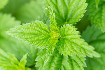 background mint bush openwork and long, green leaves close-up spring design, spicy herbs