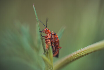 The red soldier beetle (Cantharidae)