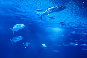 Golden fin fish swimming in the sea