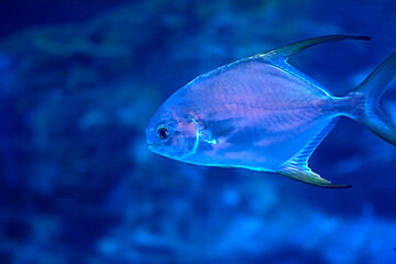 Golden fin fish swimming in the sea