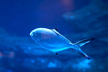 Obraz premium Sea bass, swimming in the luminous ocean